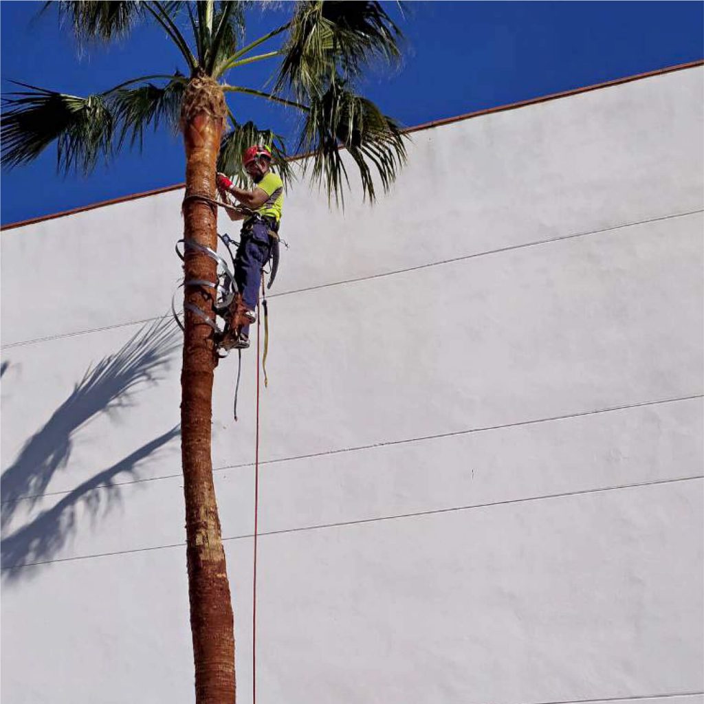 imagen hombre podando una palmera